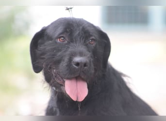 Kompot - sehr lieber toller Rüde, der uns Menschen und Hunde mag