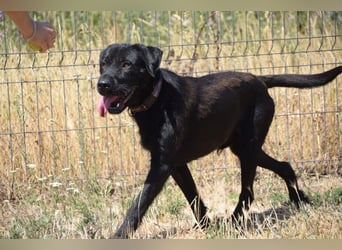 Kompot - sehr lieber toller Rüde, der uns Menschen und Hunde mag