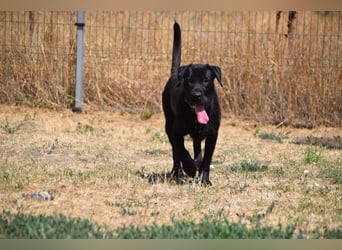 Kompot - sehr lieber toller Rüde, der uns Menschen und Hunde mag