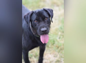 Kompot - sehr lieber toller Rüde, der uns Menschen und Hunde mag