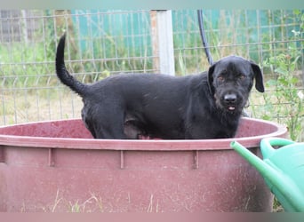 Kompot - sehr lieber toller Rüde, der uns Menschen und Hunde mag