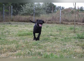 Kompot - sehr lieber toller Rüde, der uns Menschen und Hunde mag