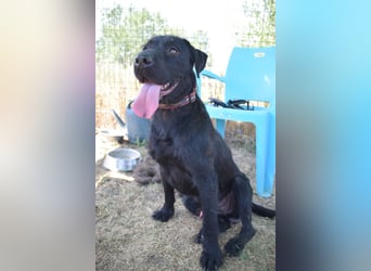 Kompot - sehr lieber toller Rüde, der uns Menschen und Hunde mag