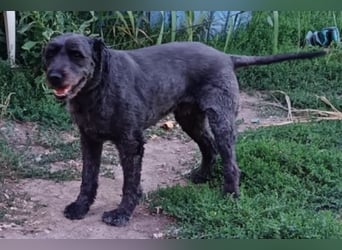 Kormi - liebenswerter Rüde der die Menschen sehr mag