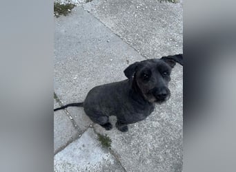 Kormi - liebenswerter Rüde der die Menschen sehr mag