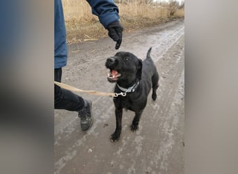 Kompot - sehr lieber toller Rüde, der uns Menschen und Hunde mag