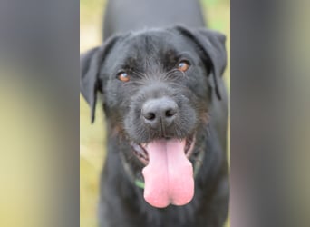 Kompot - sehr lieber toller Rüde, der uns Menschen und Hunde mag