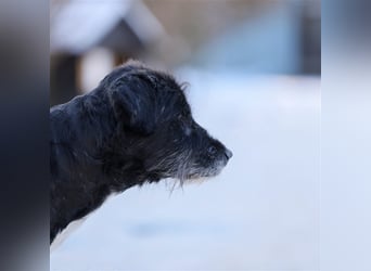 Schnauzer Mix sucht