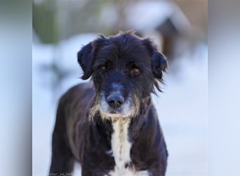 Schnauzer Mix sucht