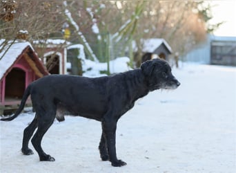 Schnauzer Mix sucht