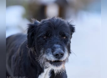 Schnauzer Mix sucht