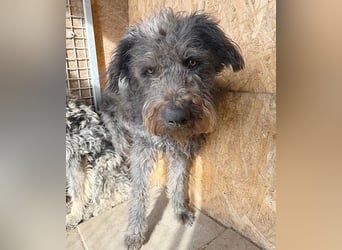 zarte Seele KONCI - 2 Jahre, 55cm - Schnauzer-Mix