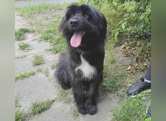 ❤️wunderschöner XENO - 2 Jahre, 53cm - Schnauzer-Mix
