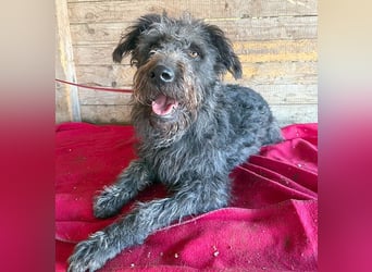 ❤️❤️❤️ zarte Seele KONCI - 2 Jahre, 55cm - Schnauzer-Mix