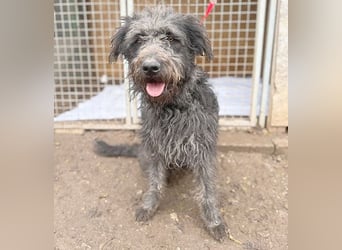 ❤️❤️❤️ zarte Seele KONCI - 2 Jahre, 55cm - Schnauzer-Mix