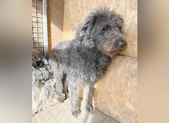 zarte Seele KONCI - 2 Jahre, 55cm - Schnauzer-Mix