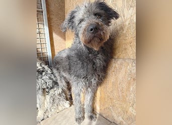 zarte Seele KONCI - 2 Jahre, 55cm - Schnauzer-Mix