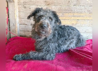 ❤️❤️❤️ zarte Seele KONCI - 2 Jahre, 55cm - Schnauzer-Mix