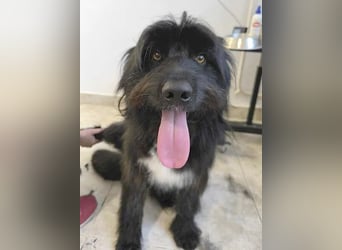 ❤️wunderschöner XENO - 2 Jahre, 53cm - Schnauzer-Mix