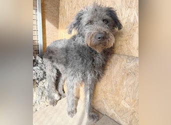 zarte Seele KONCI - 2 Jahre, 55cm - Schnauzer-Mix