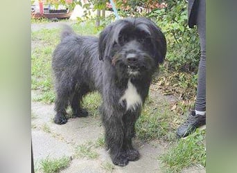 ❤️wunderschöner XENO - 2 Jahre, 53cm - Schnauzer-Mix