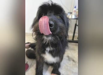 ❤️wunderschöner XENO - 2 Jahre, 53cm - Schnauzer-Mix