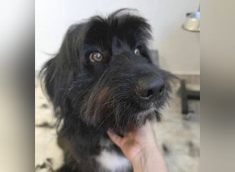 ❤️wunderschöner XENO - 2 Jahre, 53cm - Schnauzer-Mix