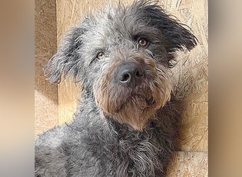 zarte Seele KONCI - 2 Jahre, 55cm - Schnauzer-Mix