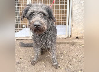 ❤️❤️❤️ zarte Seele KONCI - 2 Jahre, 55cm - Schnauzer-Mix