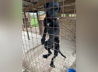 Kormos sucht ein Zuhause