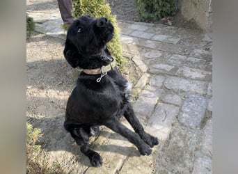 Kormos sucht ein Zuhause