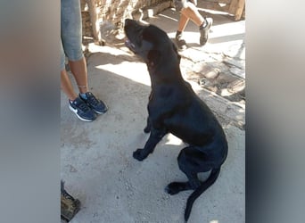 Kormos sucht ein Zuhause