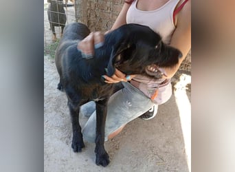 Kormos sucht ein Zuhause