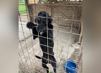 Kormos sucht ein Zuhause