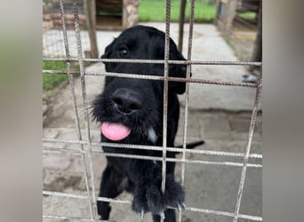 Kormos sucht ein Zuhause