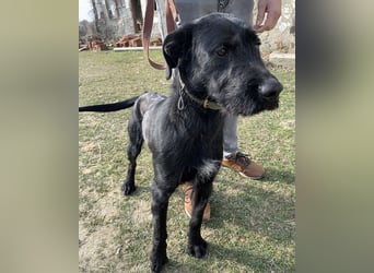 Kormos sucht ein Zuhause