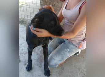 Kormos sucht ein Zuhause