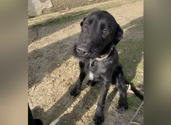 Kormos sucht ein Zuhause