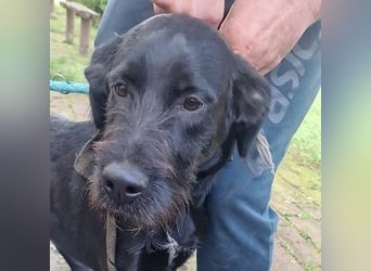 Kormos sucht ein Zuhause