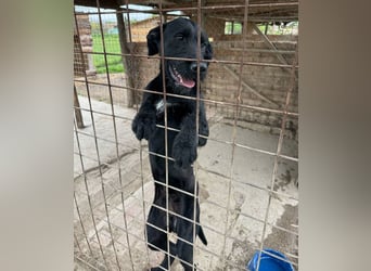 Kormos sucht ein Zuhause