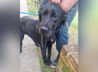 Kormos sucht ein Zuhause