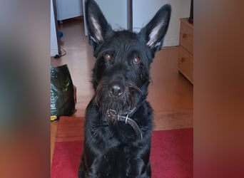 Tommy sucht das Abenteuer