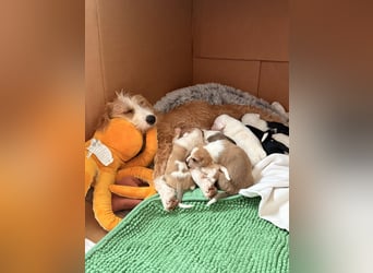 Familienhund Kanella im Westerwald zu besuchen