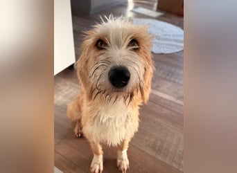 Familienhund Kanella im Westerwald zu besuchen