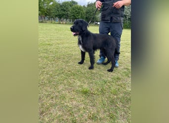 Alfi Schnauzer Mix ein treuer Freund mit ruhigem Wesen