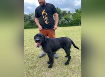 Alfi Schnauzer Mix ein treuer Freund mit ruhigem Wesen