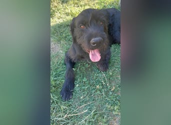 Alfi Schnauzer Mix ein treuer Freund mit ruhigem Wesen