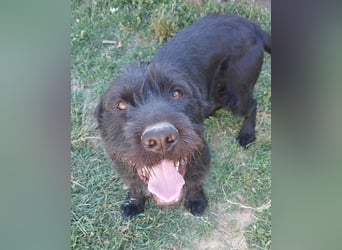 Alfi Schnauzer Mix ein treuer Freund mit ruhigem Wesen