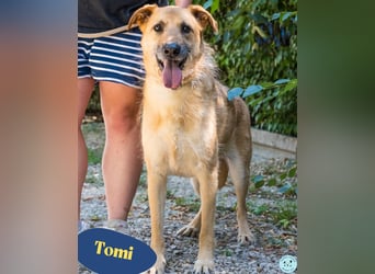Tomi SI, hat sein Zuhause verloren