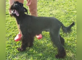 Kormi - liebenswerter Rüde der die Menschen sehr mag